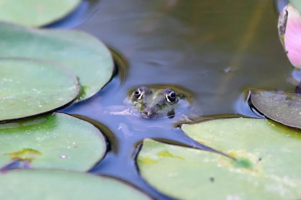 Frosch in Seepflanze versteckt — Stockfoto