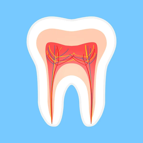 Grand Concept Anatomie Structure Dentaire Sur Fond Bleu — Image vectorielle