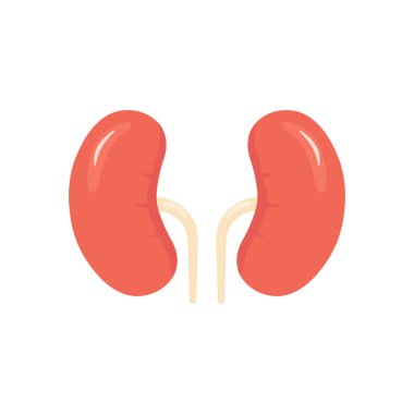 Kidneys color icon. People kidneys shape in flat style vector illustration isolated on white background. Human internal organ. Concept of urinary system endocrine system. clipart