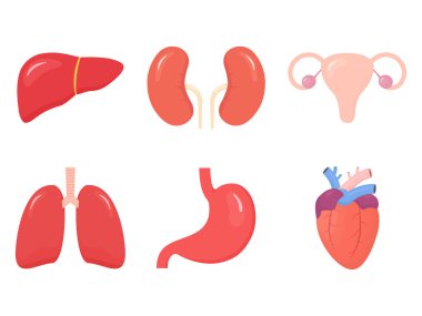 Bir dizi iç organ ikonu. Karaciğer, kalp, kadın üreme sistemi, böbrekler, akciğerler ve mide içeren basit insan organları rengi düz stil koleksiyon illüstrasyonunda izole edilmiş 
