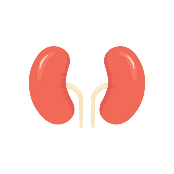 Kidneys Color Icon People Kidneys Shape Flat Style Vector Illustration — Stock Vector