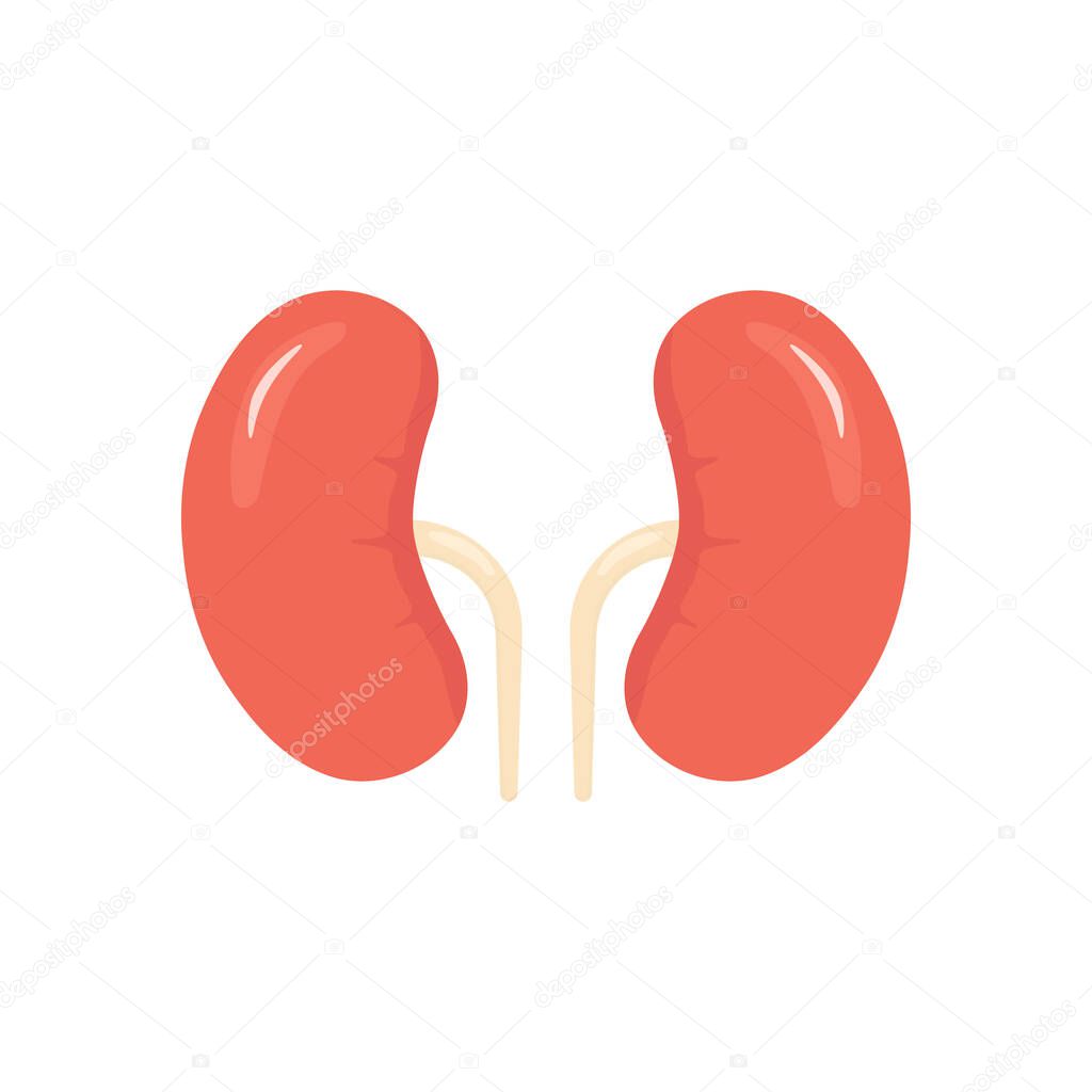 Kidneys color icon. People kidneys shape in flat style vector illustration isolated on white background. Human internal organ. Concept of urinary system endocrine system.