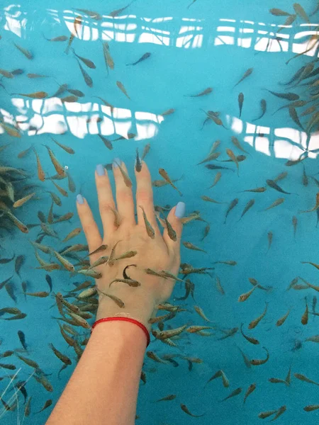 Fish spa pedicure. Hand and fish in blue water. Woman arm.