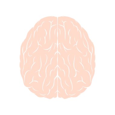 Beyin ikonu. İç insan organı illüstrasyonu beyaza izole edildi 