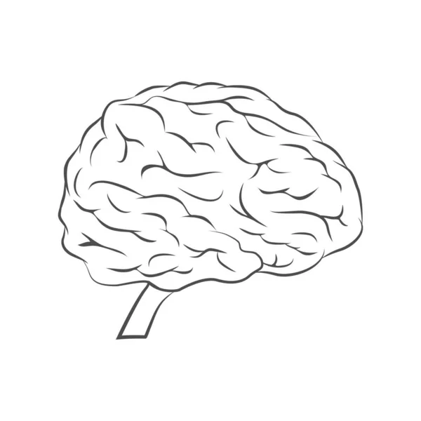 人脑线条图标 在白色上孤立的平面矢量中的人体器官 — 图库矢量图片
