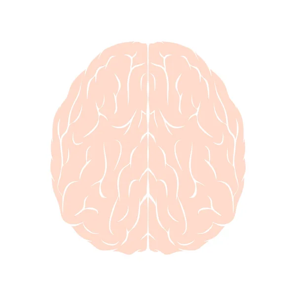 大脑图标 在白色上孤立的人体器官内载体图解 — 图库矢量图片