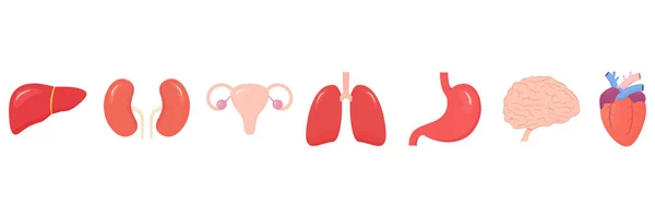 内部のヒト臓器のアイコンのセット 女性の生殖器系 胃をフラットスタイルのコレクションベクトル図で隔離された人間の単純な臓器の色 — ストックベクタ