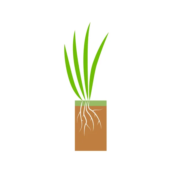 Planta Con Raíces Ilustración Etapa Aireación Del Césped Hierba Césped — Vector de stock