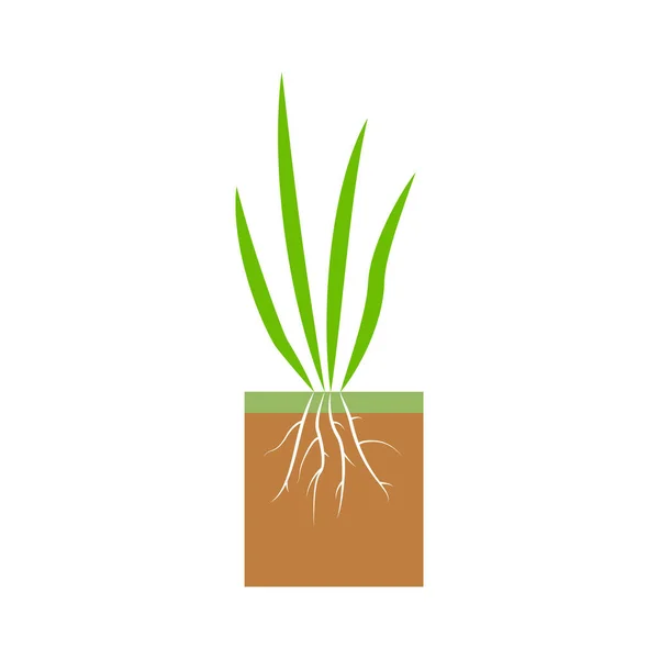 Planta Con Raíces Ilustración Etapa Aireación Del Césped Hierba Césped — Vector de stock