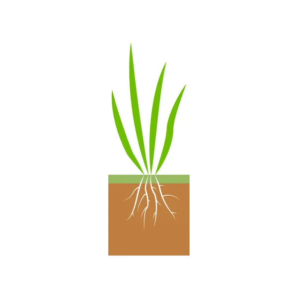 Planta Con Raíces Ilustración Etapa Aireación Del Césped Hierba Césped — Vector de stock