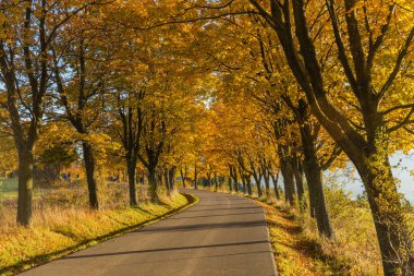 Sonbahar manzarası. Sonbahar renkli yapraklı arkaplan
