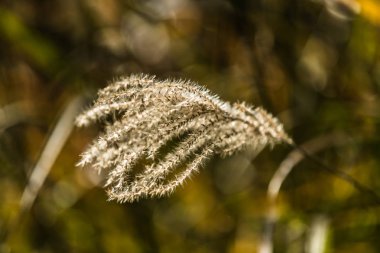 Güzel sonbahar manzarası. Sonbahar çim sahnesi. Renkli arkaplanı olan kuru otları kapat