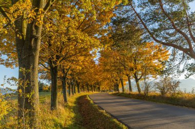 Sonbahar manzarası. Sonbahar renkli yapraklı arkaplan