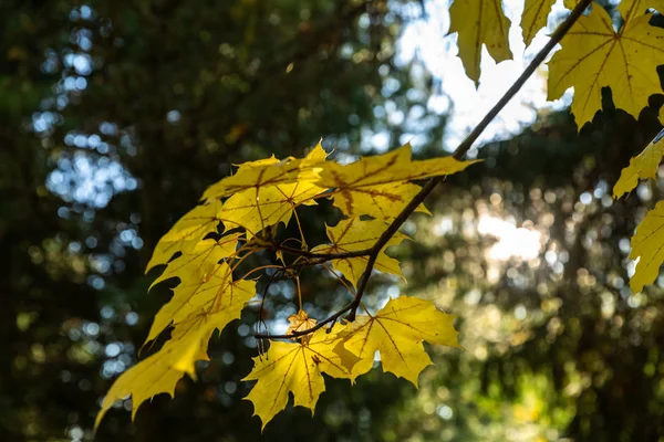 背景为秋天五彩斑斓的树叶 黄秋的叶子在阳光下 — 图库照片