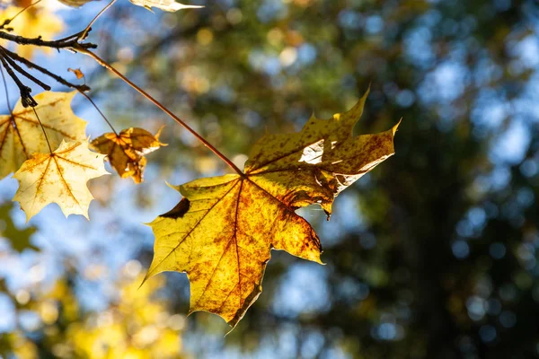 Hintergrund Mit Herbstlichen Bunten Blättern Gelbe Herbstblätter Sonnenlicht — Stockfoto