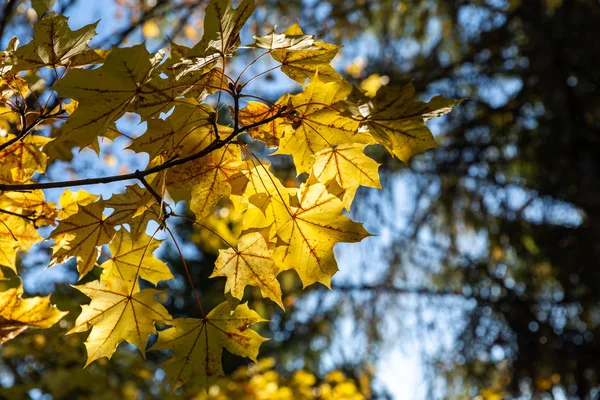 Hintergrund Mit Herbstlichen Bunten Blättern Gelbe Herbstblätter Sonnenlicht — Stockfoto