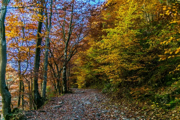 Herbstlandschaft Hintergrund Mit Herbst Bunten Blättern — Stockfoto