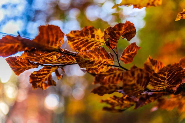 Hintergrund Mit Herbstlichen Bunten Blättern Herbstblätter Sonnenlicht — Stockfoto