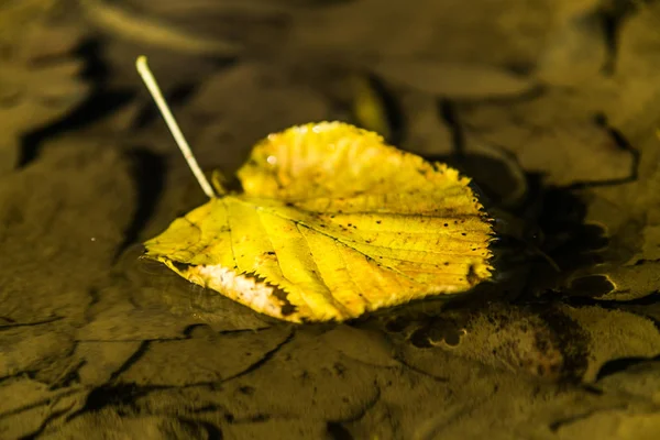 Naturalne Tło Jesienne Liście Wodzie Pod Koniec Października — Zdjęcie stockowe