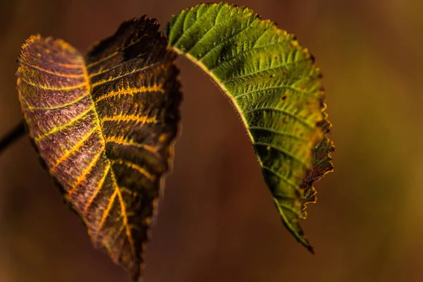 Фон Осенью Красочные Листья Осенние Листья Солнечном Свете — стоковое фото