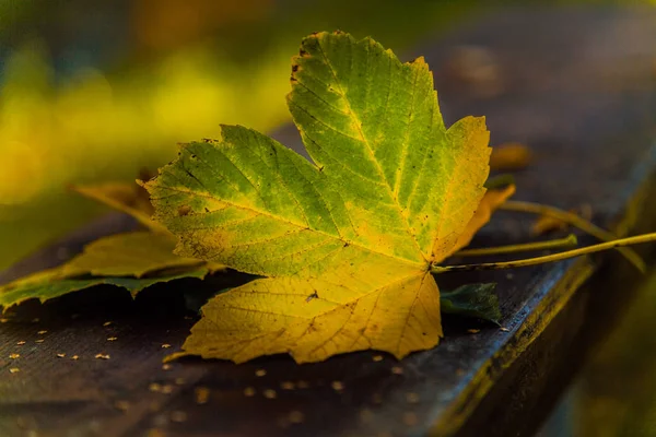 Hintergrund Mit Herbstlichen Bunten Blättern Herbstblätter Sonnenlicht — Stockfoto