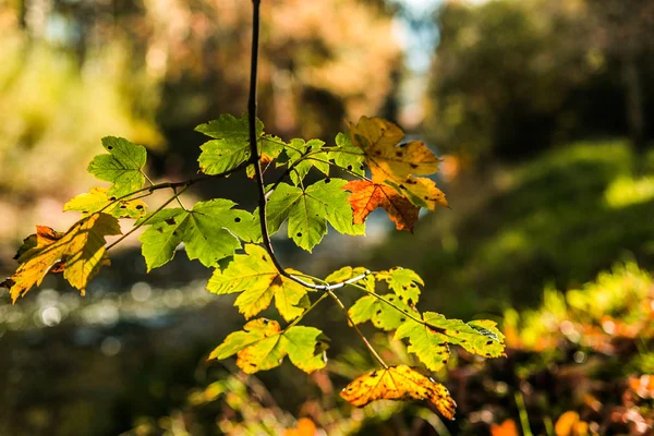 背景为秋天五彩斑斓的树叶 秋天的叶子在阳光下 — 图库照片