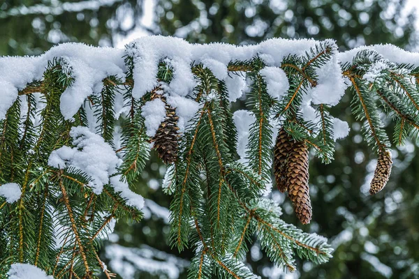 Soğuk kış havasında kar ve buzla kaplı dallar. Kış Ormanı