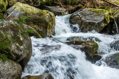 Yosunlu kayaların üzerinden akan orman deresi. Güzel manzara. Slovakya kırsalı.