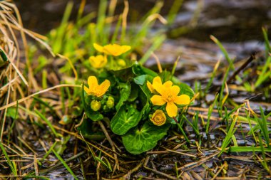Ormandaki güzel renkli çiçek. Baharda. Doğa manzarası. Yakın çekim.