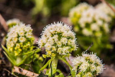 Ormandaki güzel renkli çiçek. Baharda. Doğa manzarası. Yakın çekim.
