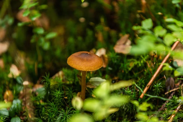Őszi Erdőben Termesztett Gomba Természeti Táj Közelkép — Stock Fotó