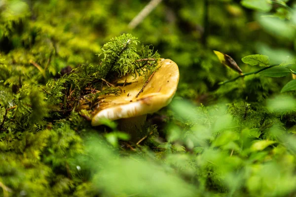 Cogumelos Que Crescem Floresta Outono Paisagem Natural Fechar — Fotografia de Stock