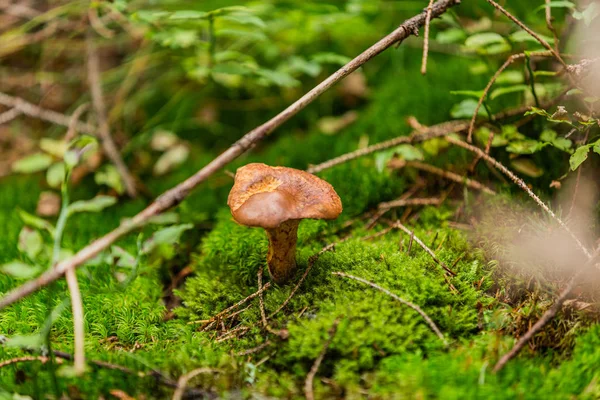 Champignons Poussant Dans Forêt Automne Paysage Naturel Gros Plan — Photo