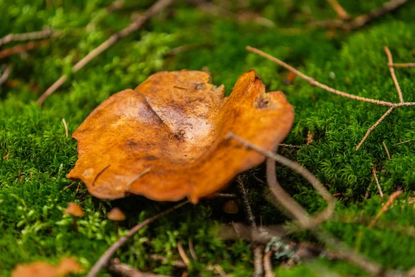 Mushrooms growing in the autumn forest. Nature scenery. Closeup