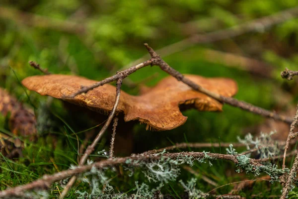 Sonbahar Ormanlarında Yetişen Mantarlar Doğa Manzarası Yakın Çekim — Stok fotoğraf