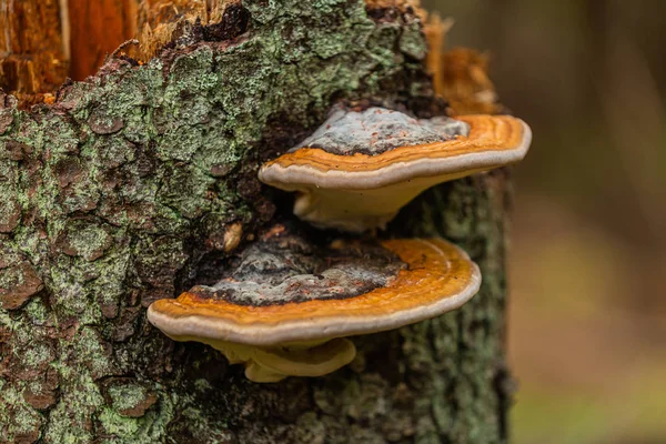 Sonbahar Ormanında Eski Bir Kütükte Mantarlar Yetişiyor Doğa Manzarası Yakın — Stok fotoğraf