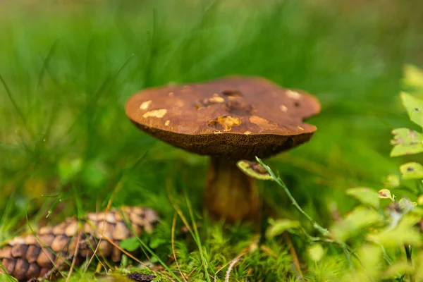 Champignons Poussant Dans Forêt Automne Paysage Naturel Gros Plan — Photo