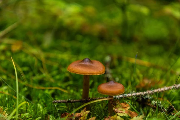 Őszi Erdőben Termesztett Gomba Természeti Táj Közelkép — Stock Fotó