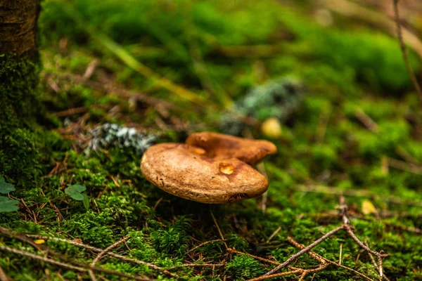 숲에서 버섯이 자라고 있습니다 클로즈업 — 스톡 사진