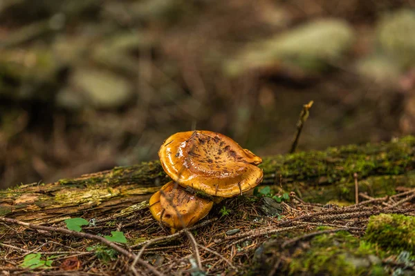 秋の森の中で成長するキノコ 自然の風景 — ストック写真