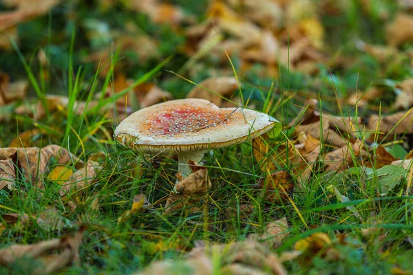 Mushrooms growing in the autumn forest. Nature scenery. Closeup