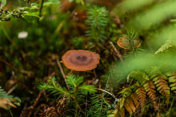 Champignons Poussant Dans Forêt Automne Paysage Naturel Gros Plan — Photo