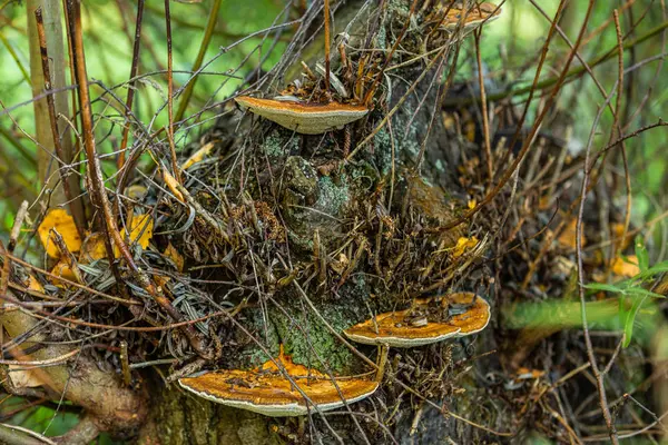 Champignons Poussant Sur Vieux Moignon Dans Forêt Automne Paysage Naturel — Photo