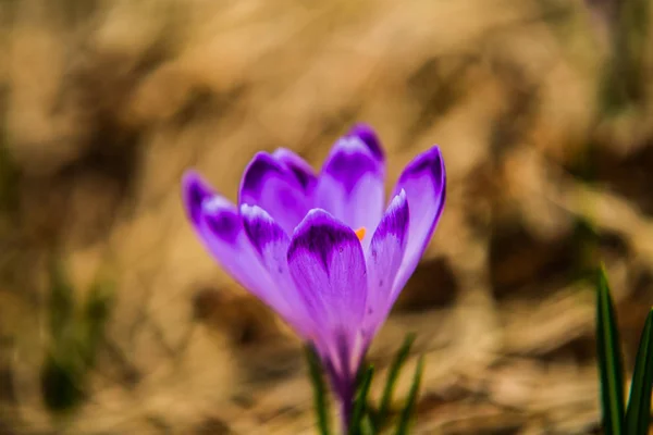 Krásná Barevná Květina Lese Jaře Přírodní Scenérie Closeup — Stock fotografie