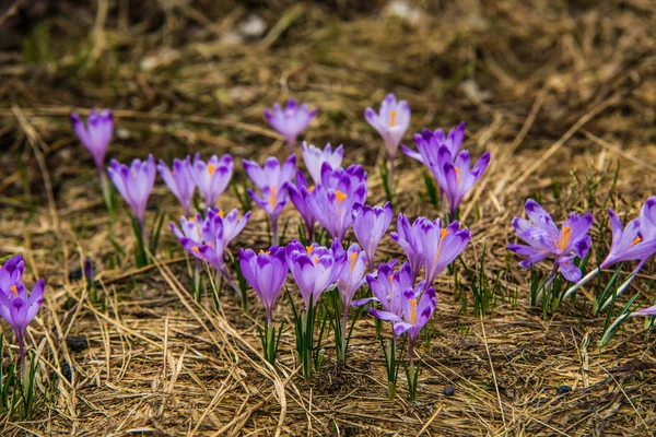 Vacker Färgglad Blomma Skogen Våren Naturlandskap Närbild — Stockfoto