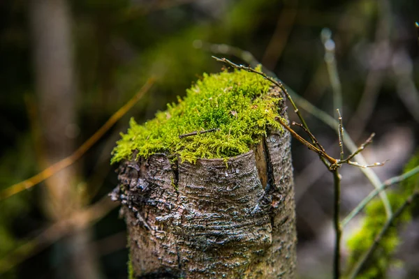 Tronco Árvore Velha Coberto Com Musgo Floresta Bela Paisagem Close — Fotografia de Stock