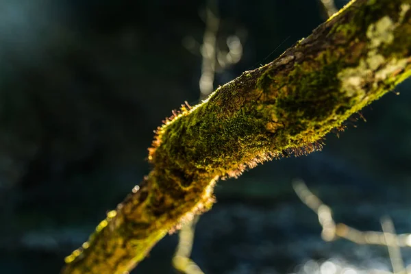 Ramo Árvore Velha Coberto Com Musgo Floresta Bela Paisagem Close — Fotografia de Stock