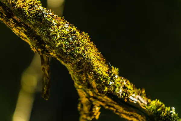 Ramo Árvore Velha Coberto Com Musgo Floresta Bela Paisagem Close — Fotografia de Stock