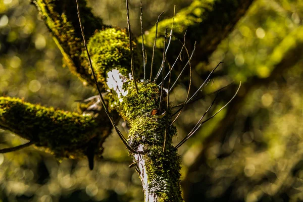 Ramo Árvore Velha Coberto Com Musgo Floresta Bela Paisagem Close — Fotografia de Stock