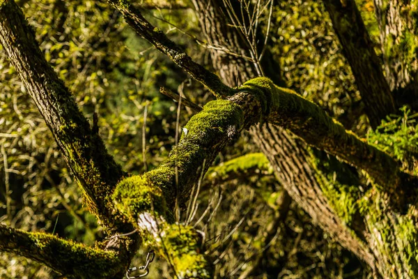 Ramo Árvore Velha Coberto Com Musgo Floresta Bela Paisagem Close — Fotografia de Stock